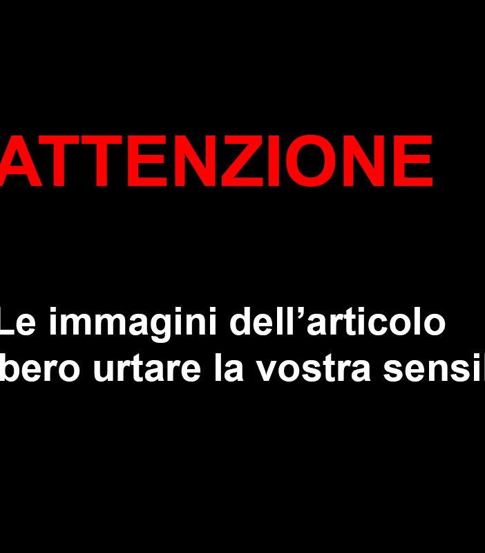 Un lupo investito ed ucciso a Druogno