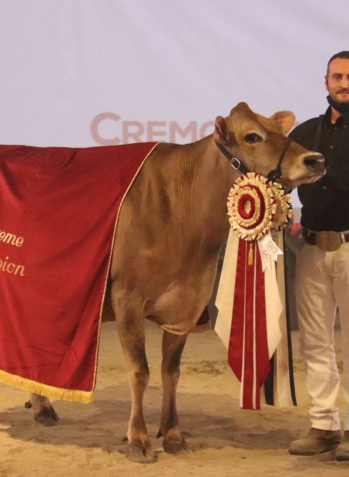 Nella foto (tratta dal sito dell'azienda): la vacca della stalla ossolana premiata a Cremona