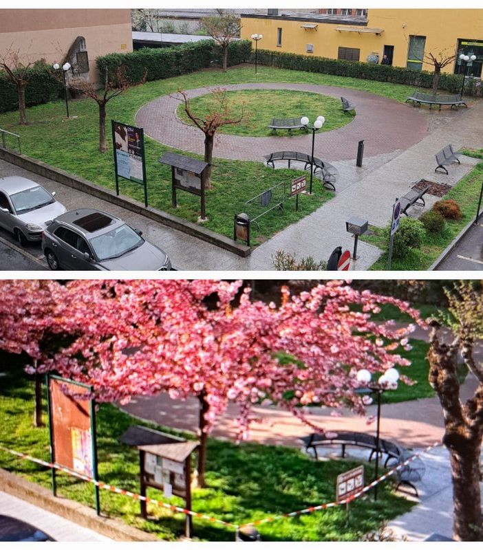 Gli alberi di piazza Tabarini non fioriscono più