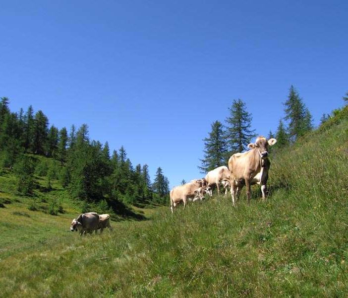A Crodo torna la mostra bovina provinciale