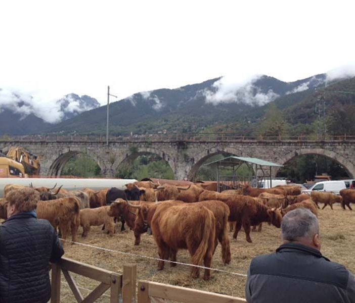 A Santa Maria Maggiore la Mostra bovina della Valle Vigezzo