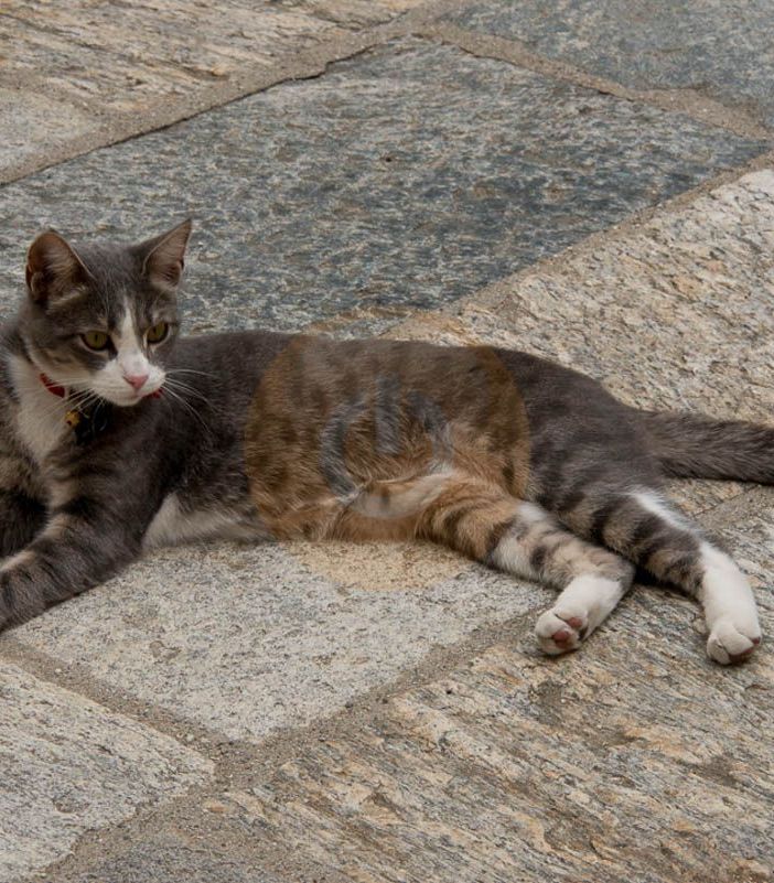 Lav, un'apericena per aiutare i gatti della provincia