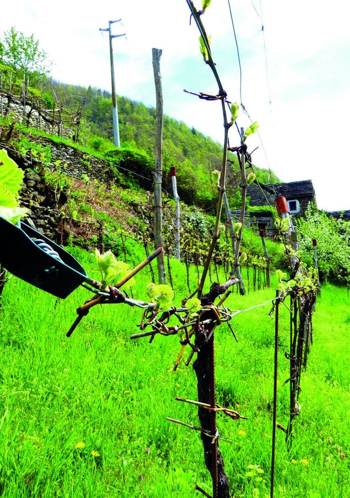 Terrazzamenti da coltivare a Borgomezzavalle e a Varchignoli