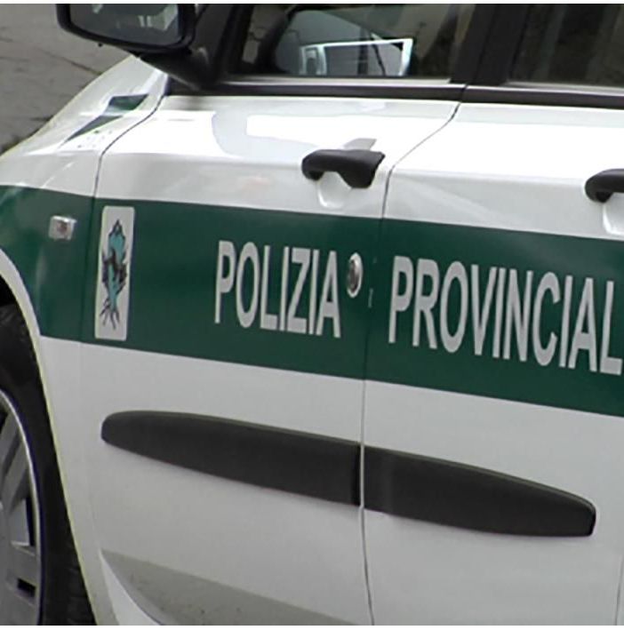 Diversi cervi investiti nel Vco, la polizia provinciale invita gli automobilisti alla prudenza