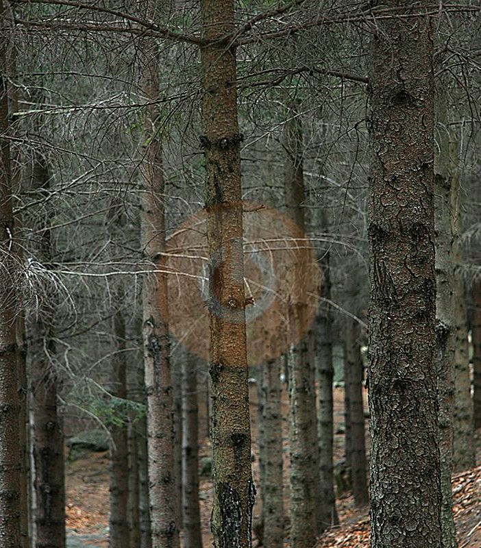 “Positivo emendamento a decreto Pnrr su mercato dei crediti di carbonio delle attività forestali”