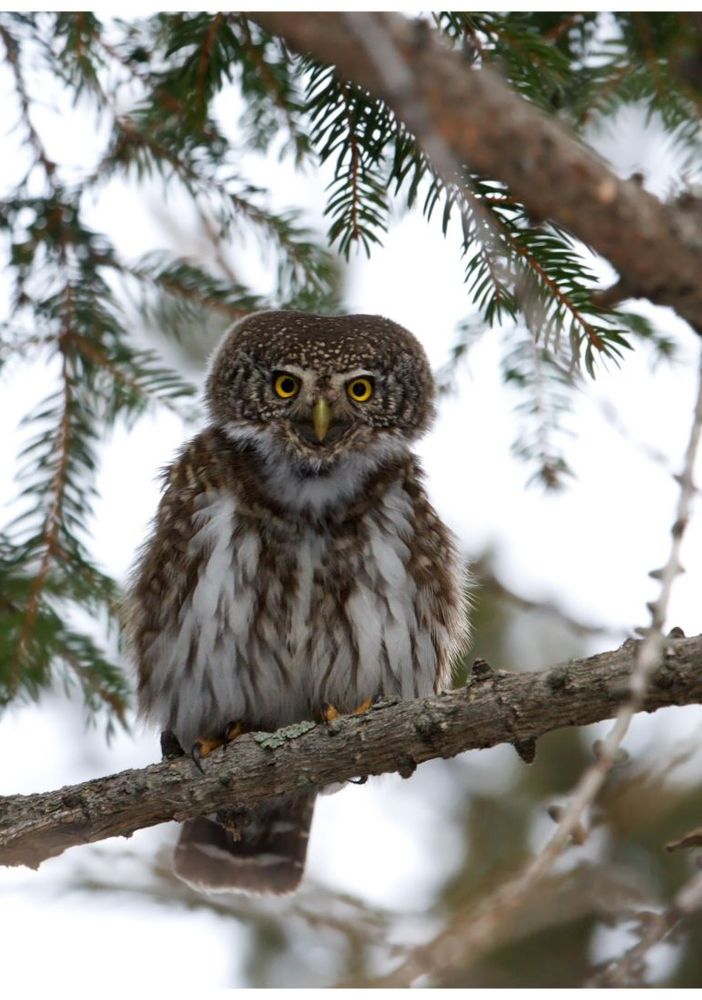 Val Grande, cena al rifugio con approfondimento sulla fauna alpina