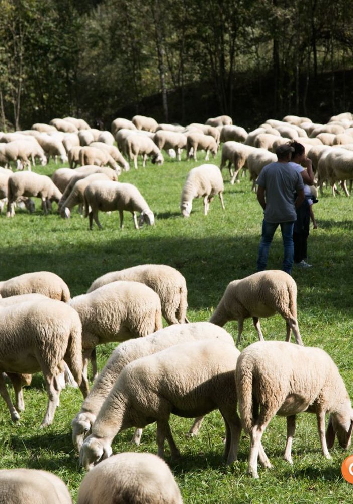 Due giorni di festa per la tradizionale transumanza della Valle Bognanco