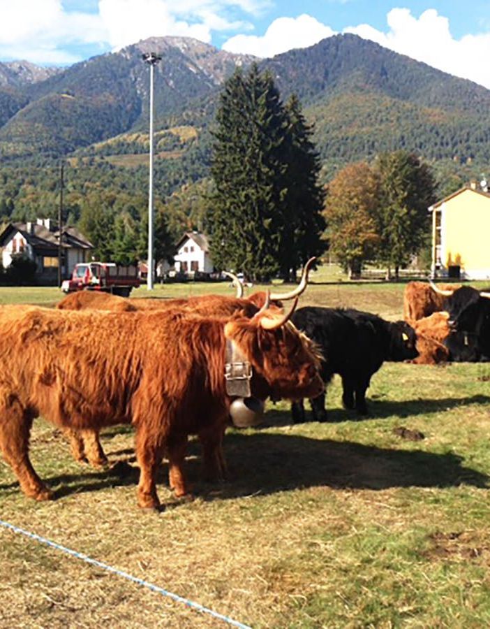 Tutto pronto per la 39a Mostra Bovina della Valle Vigezzo