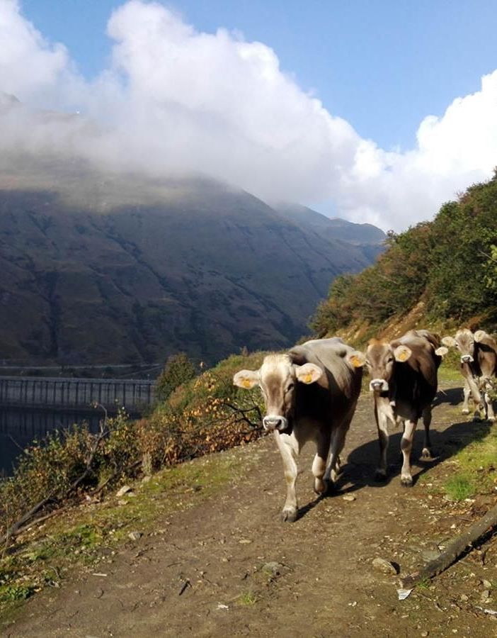Transumanza di San Giovanni: 165 mila i bovini saliti agli alpeggi piemontesi