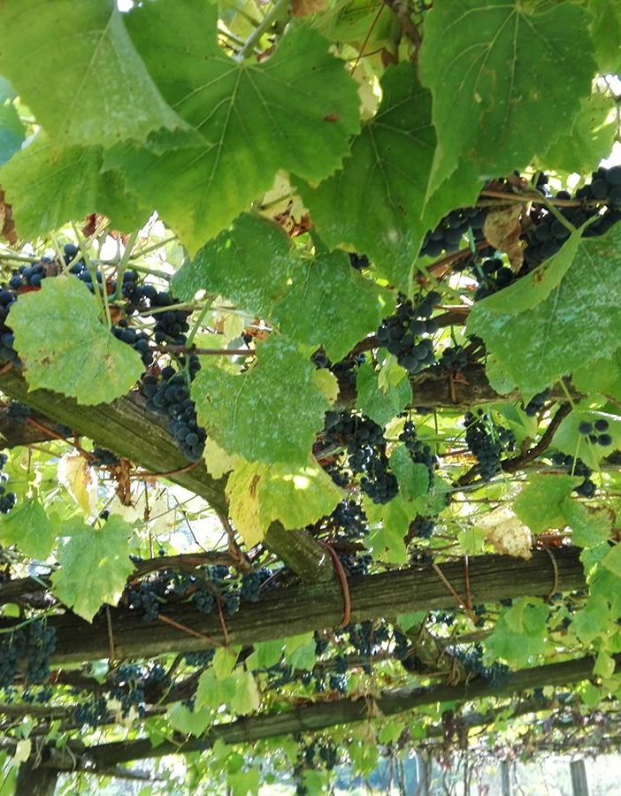 Dalla Regione 7.5 milioni per promuovere i vini piemontesi
