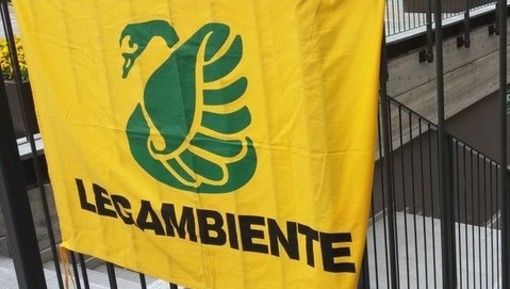 Piantumazioni: nuovi alberi in calo, ma i benefici rimangono elevati