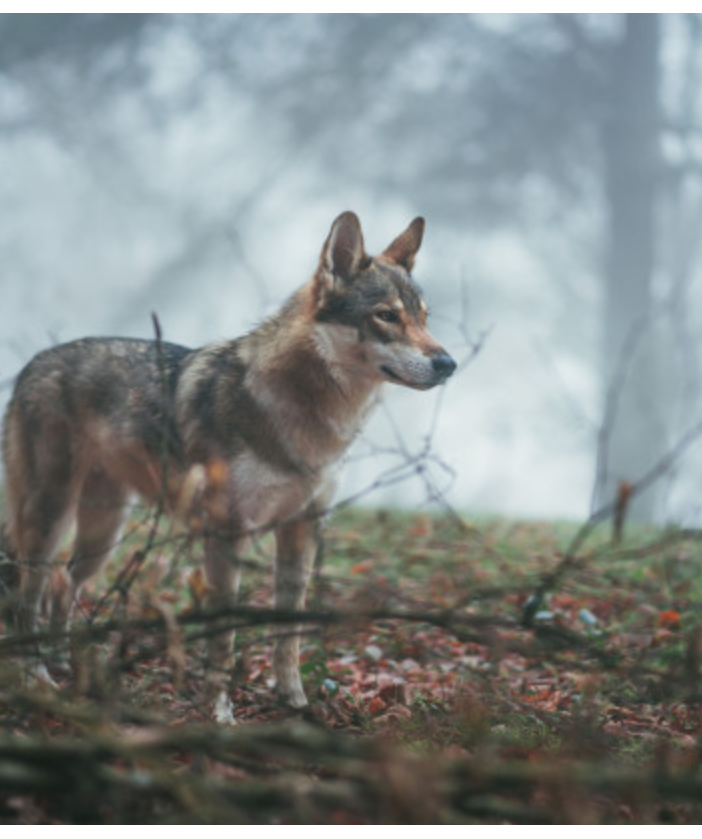 Lupo, attività formativa per gestire i cani da guardiania