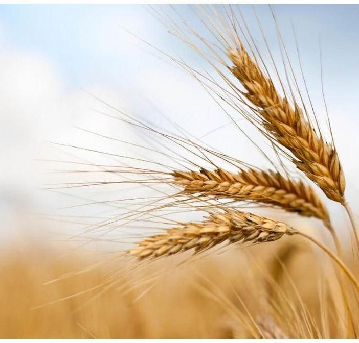 Ucraina, Coldiretti: &quot;In Italia pronti a produrre 75 milioni di quintali di mais e grano in più&quot;