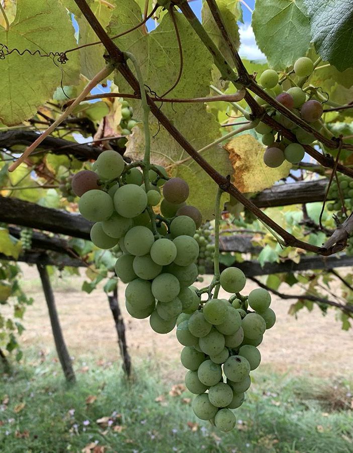 Operativo il tavolo tecnico regionale per l’emergenza flavescenza dorata della vite