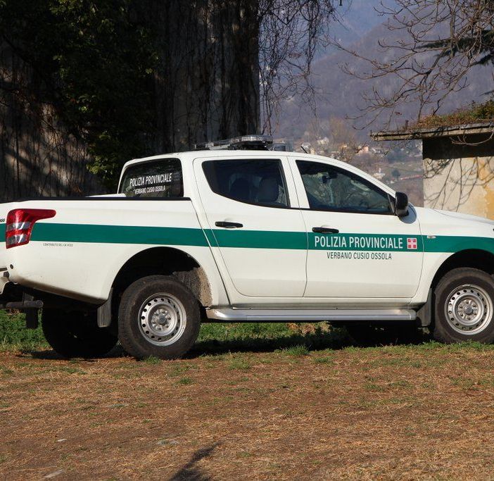 Baceno, auto investe un cervo in pieno giorno