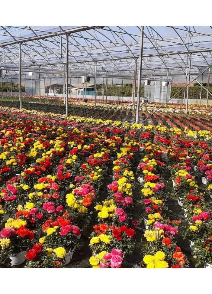 “Floricoltori italiani, su la testa!”: il 15 febbraio incontro tra le aziende