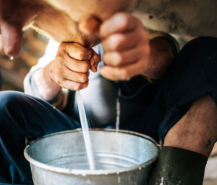 Latte, gli agricoltori di Cia all'attacco: &quot;Inaccettabili le riduzioni di prezzo&quot;