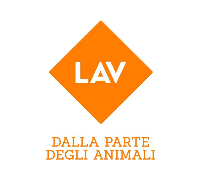 La Lav denuncia l'abbandono di una volpe ferita