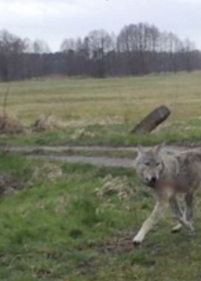 In un video gli allevatori del VCO rilanciano il loro allarme per il pericolo dei lupi