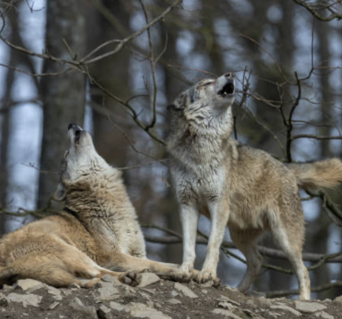 Stop in Canton Vallese all'abbattimento di 3 branchi di lupi