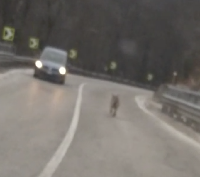Un lupo ripreso in pieno giorno sulla statale della Valle Vigezzo VIDEO