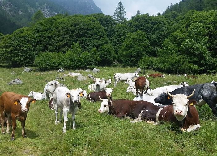 Allarme alla stalla in Piemonte: in dieci anni è sparito un allevamento su cinque