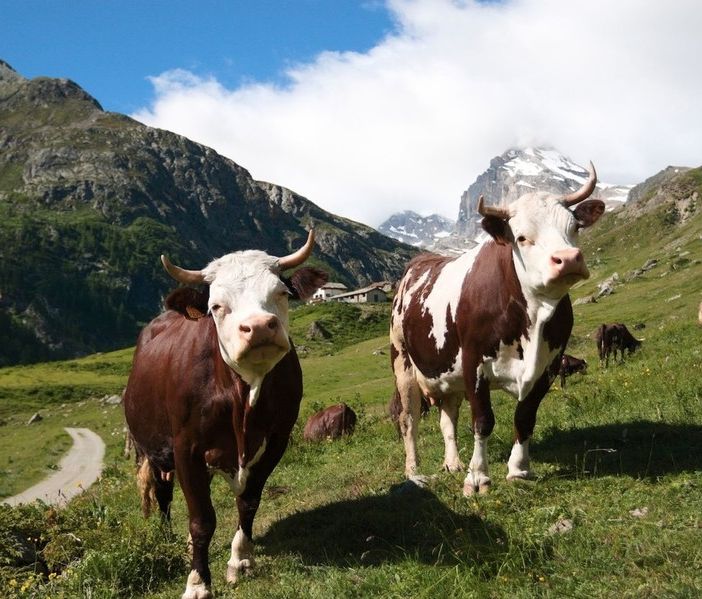 Come si adattano i pascoli alpini ai cambiamenti climatici