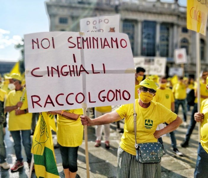 Emergenza cinghiali, agricoltori protestano: &quot;Danni in aumento, intervenire subito&quot;