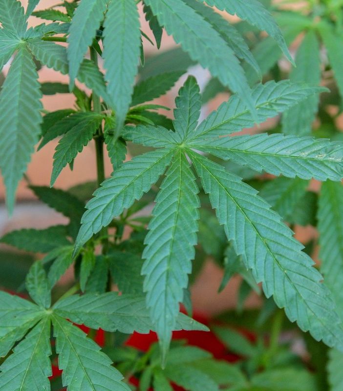 Tra sostenibilità e attenzione al benessere: dietro al boom della cannabis light