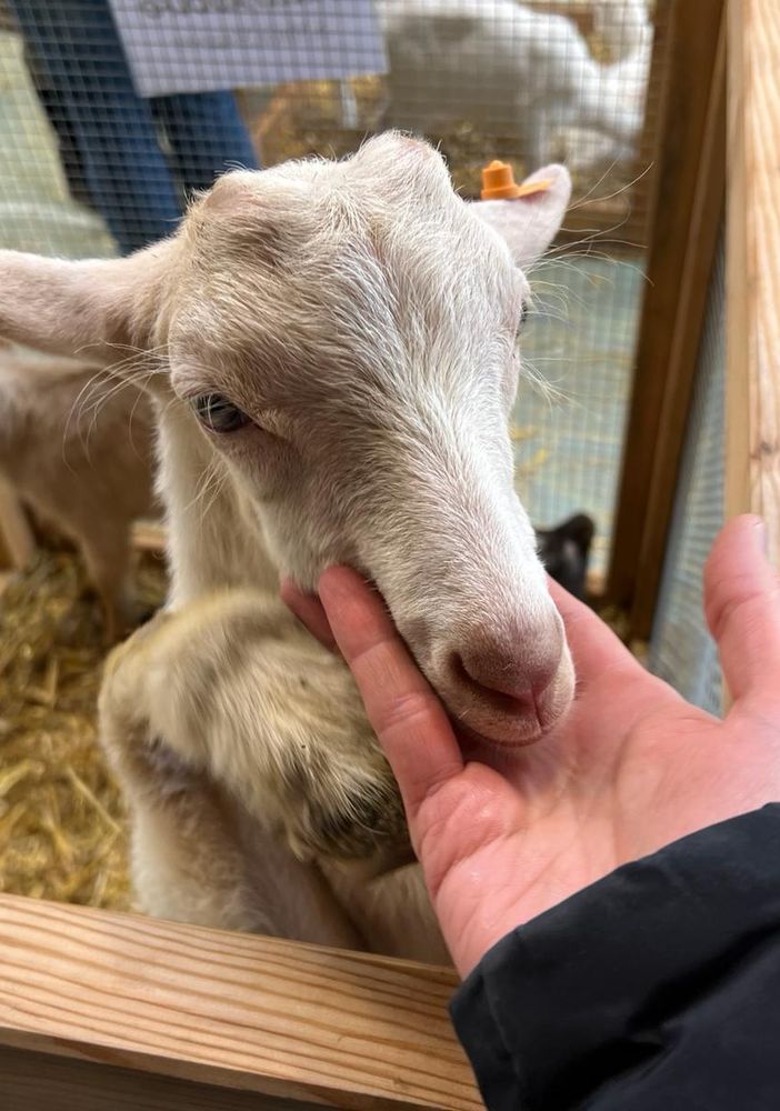 Successo per la Mostra del Capretto vigezzino, ma cresce la preoccupazione per i lupi FOTO