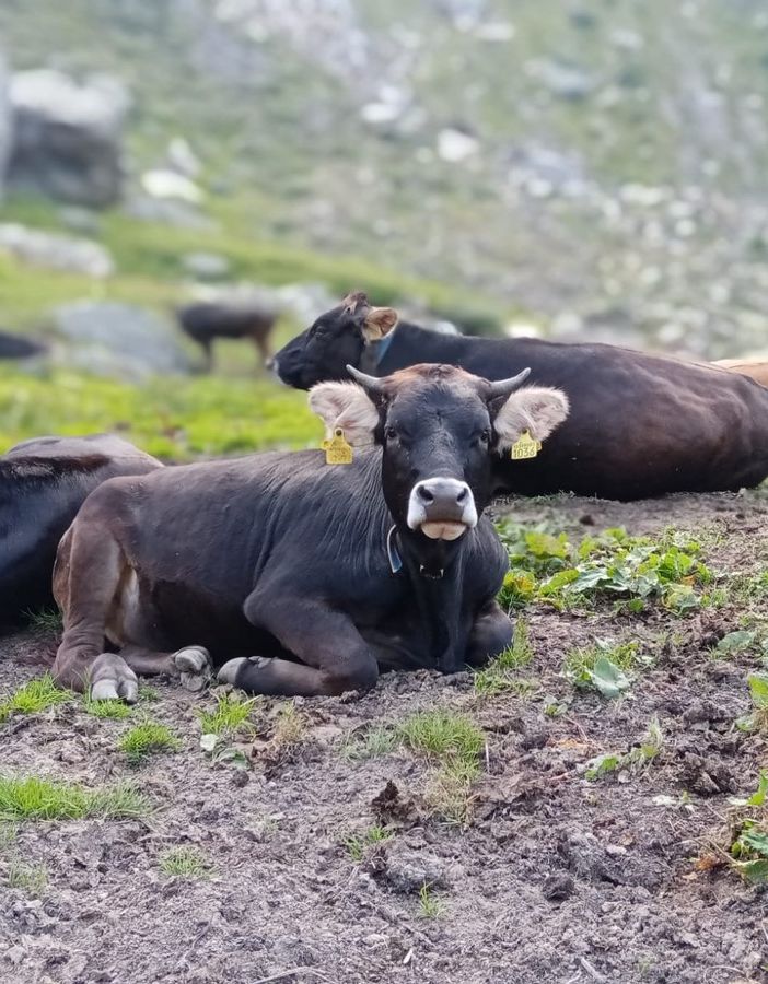 Le mucche da Pedriola hanno attraversato il ghiacciaio e sono tornate a valle