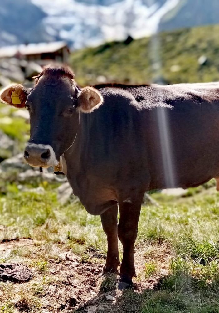 “Subito interventi e sostegno degli allevatori d'alpeggio per la gravissima siccità”