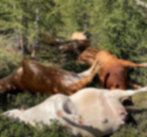 Sei vacche e un toro uccisi da un fulmine in un alpeggio di Crodo: la disperazione degli allevatori