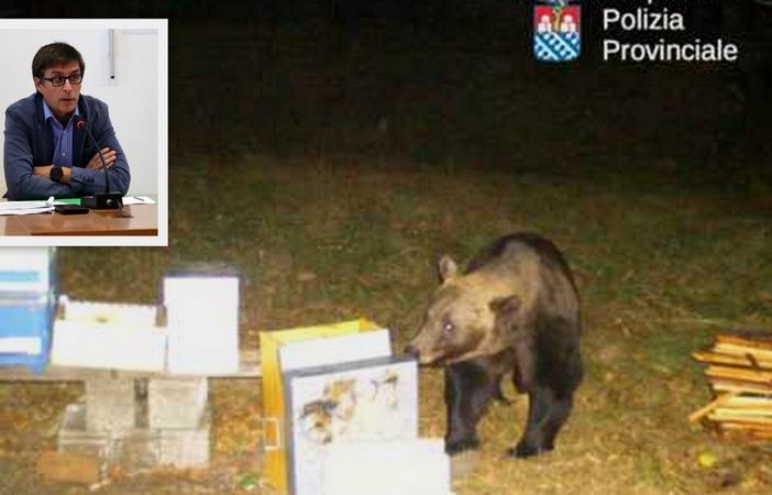 L'orso ripreso a Trontano, nel riquadro Luigi Spadone