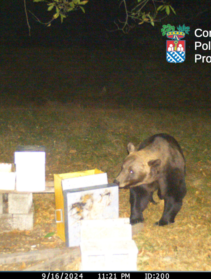 Orso M29, il comitato allevatori replica alle parole di Paolo Crosa Lenz