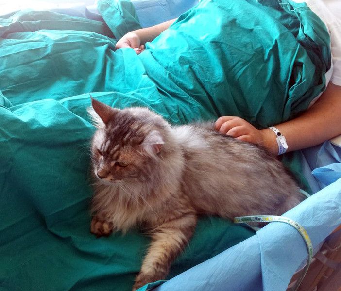 Pet therapy, l'assessore regionale Icardi annuncia la ripresa delle attività