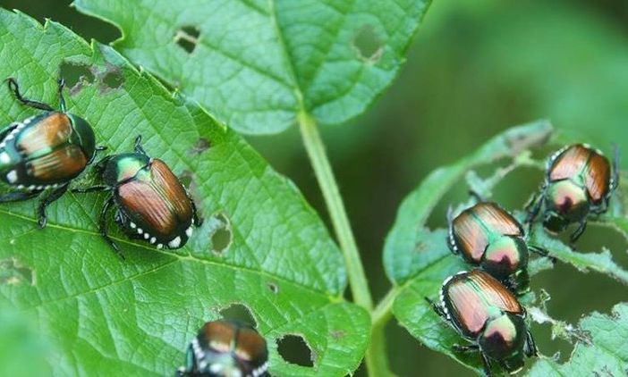 Lotta alla Popillia japonica, aperto il bando regionale da 813 mila euro per le reti anti insetto