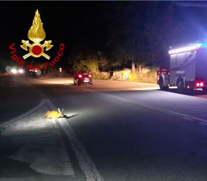Montecrestese: capriolo salvato dai Vigili del Fuoco