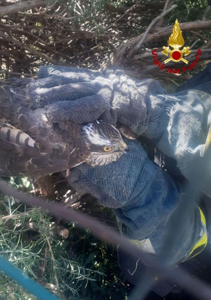 Rapace rimane intrappolato nella siepe di un giardino, salvato dai Vigili del fuoco