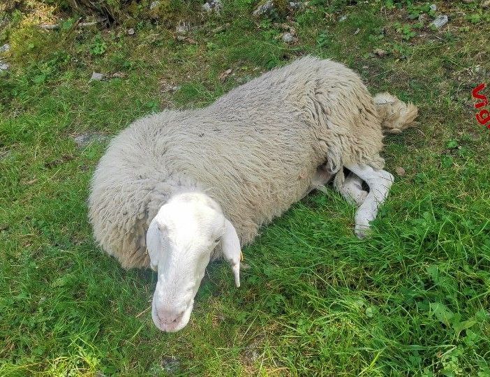 Pecora precipitata in un dirupo salvata dai Vigili del fuoco