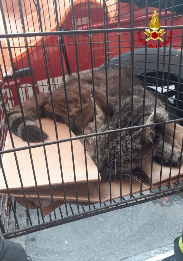 Gatto intrappolato in una canna fumaria salvato dai Vigili del fuoco