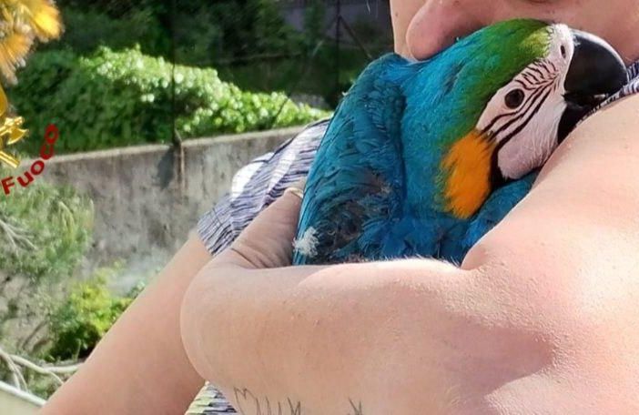 Recuperato dai vigili del fuoco un pappagallo scappato al suo proprietario