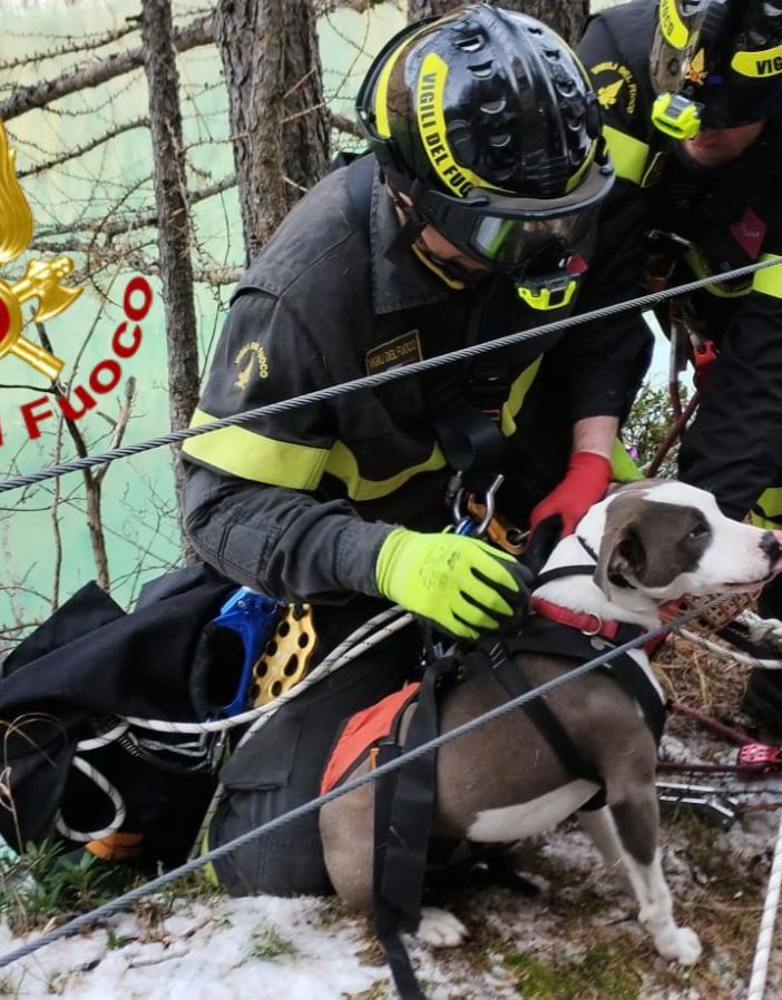 Cade nel lago e non riesce a risalire il sentiero, cane di 8 mesi salvato dai vigili del fuoco