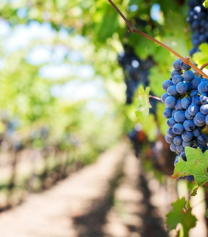 Coldiretti Piemonte, Ue: nuovo bilancio salvaguardi fondi Pac ed eccezionalismo agricolo