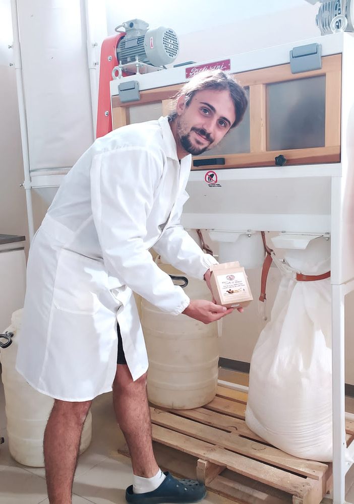 Polenta di Beura, raccolto il mais: un'eccellenza agricola nonostante la siccità FOTO e VIDEO