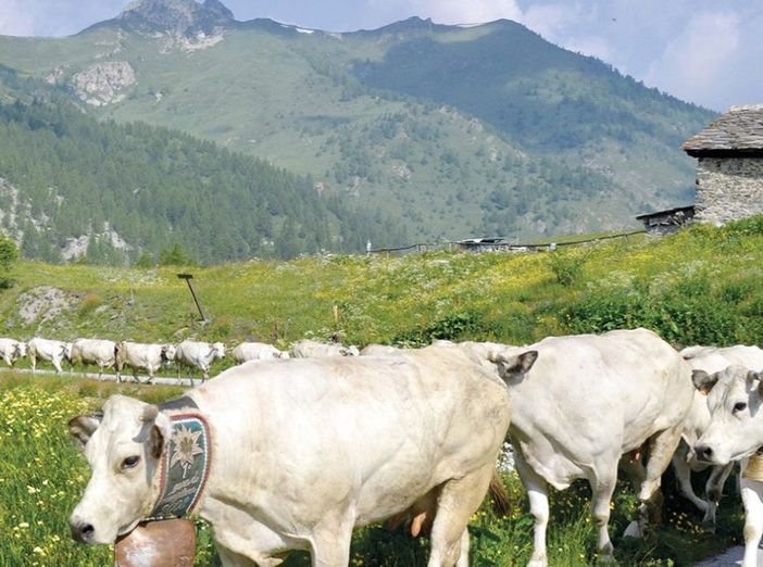 Il Consorzio di Tutela della Razza Piemontese premiato per qualità e sostenibilità