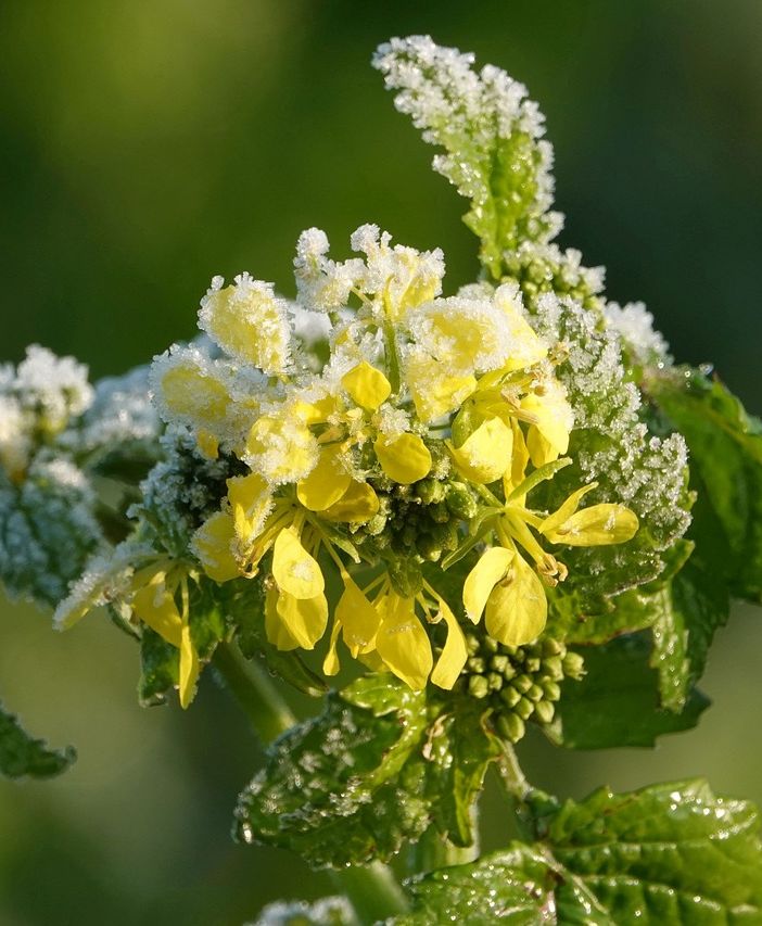 Proteggere le piante dell'orto dal freddo: ecco come fare