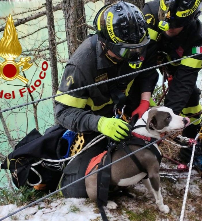 Acchiappalevrieri: “Abbiamo salvato noi il cane caduto nel lago in Valle Antrona”