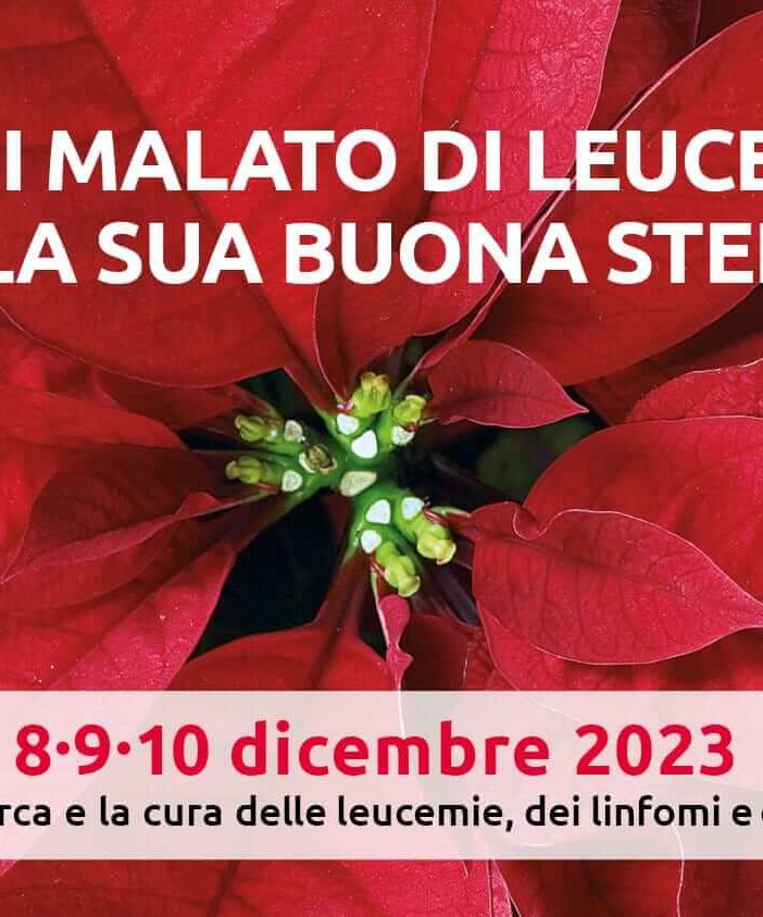 Le Stelle di Natale della ricerca arrivano in Ossola: dove acquistarle