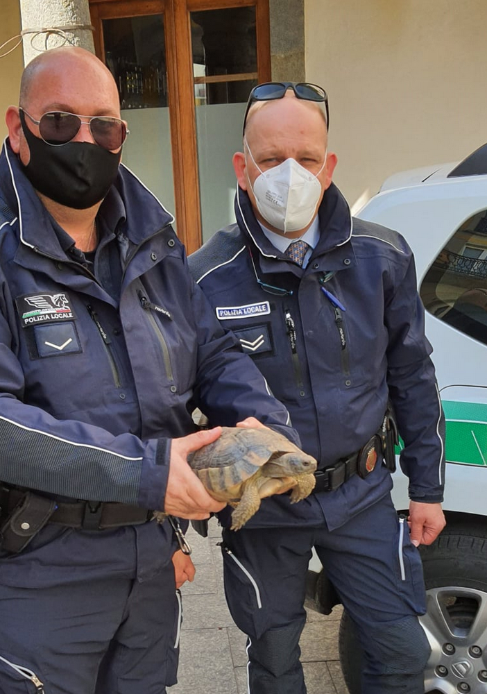 Testuggine vaga per via Castellazzo, salvata dagli agenti della Polizia Locale